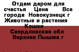 Отдам даром для счастья. › Цена ­ 1 - Все города, Новокузнецк г. Животные и растения » Кошки   . Свердловская обл.,Верхняя Пышма г.